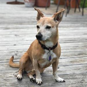 Fundraising Page: Millie Perez